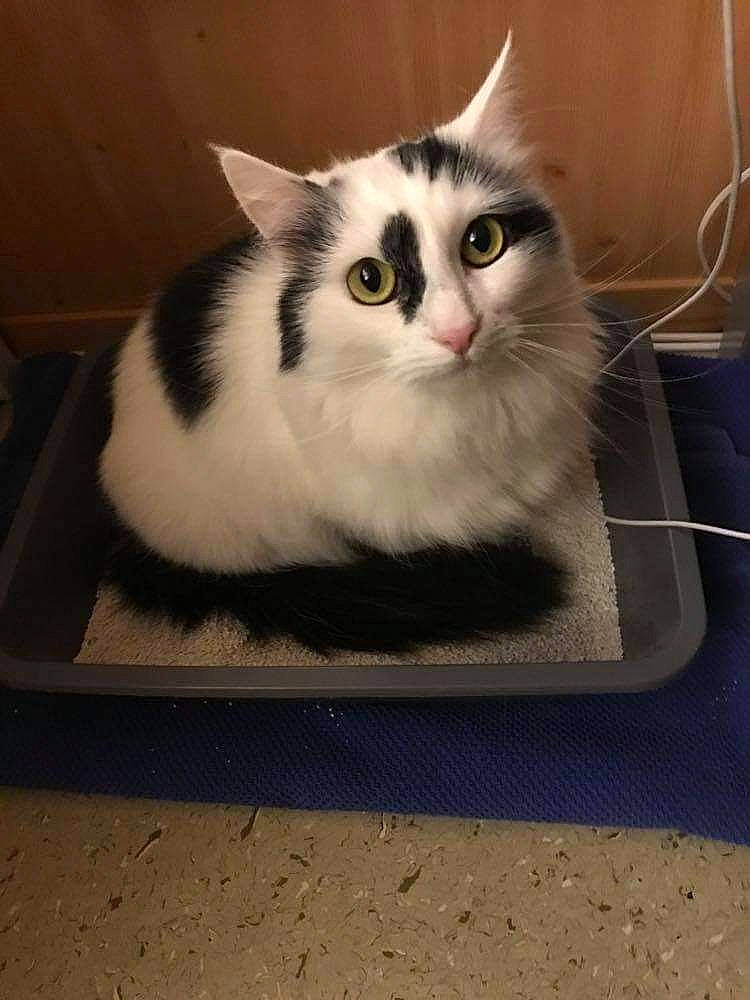 Paupiette a rejoint le concours — aidez-le/la à gagner de superbes lots ! box, cardboard, carnivore, cat, claw, comfort, domestic_short_haired_cat, eye, felidae, fur, iris, packaging_and_labeling, paw, pet_supply, sitting, small_to_medium_sized_cats, snout, tail, whiskers, window