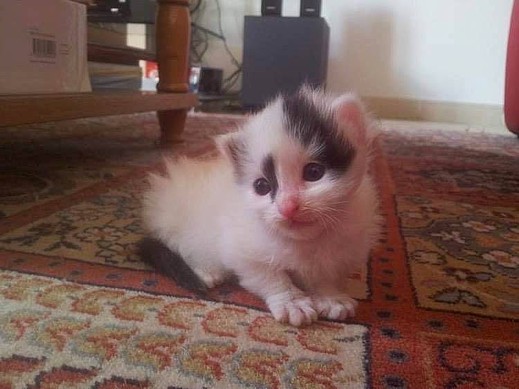 Paupiette a rejoint le concours — aidez-le/la à gagner de superbes lots ! carnivore, cat, domestic_short_haired_cat, fawn, felidae, floor, flooring, fur, hardwood, paw, small_to_medium_sized_cats, snout, tail, tile_flooring, whiskers, wood, wood_flooring