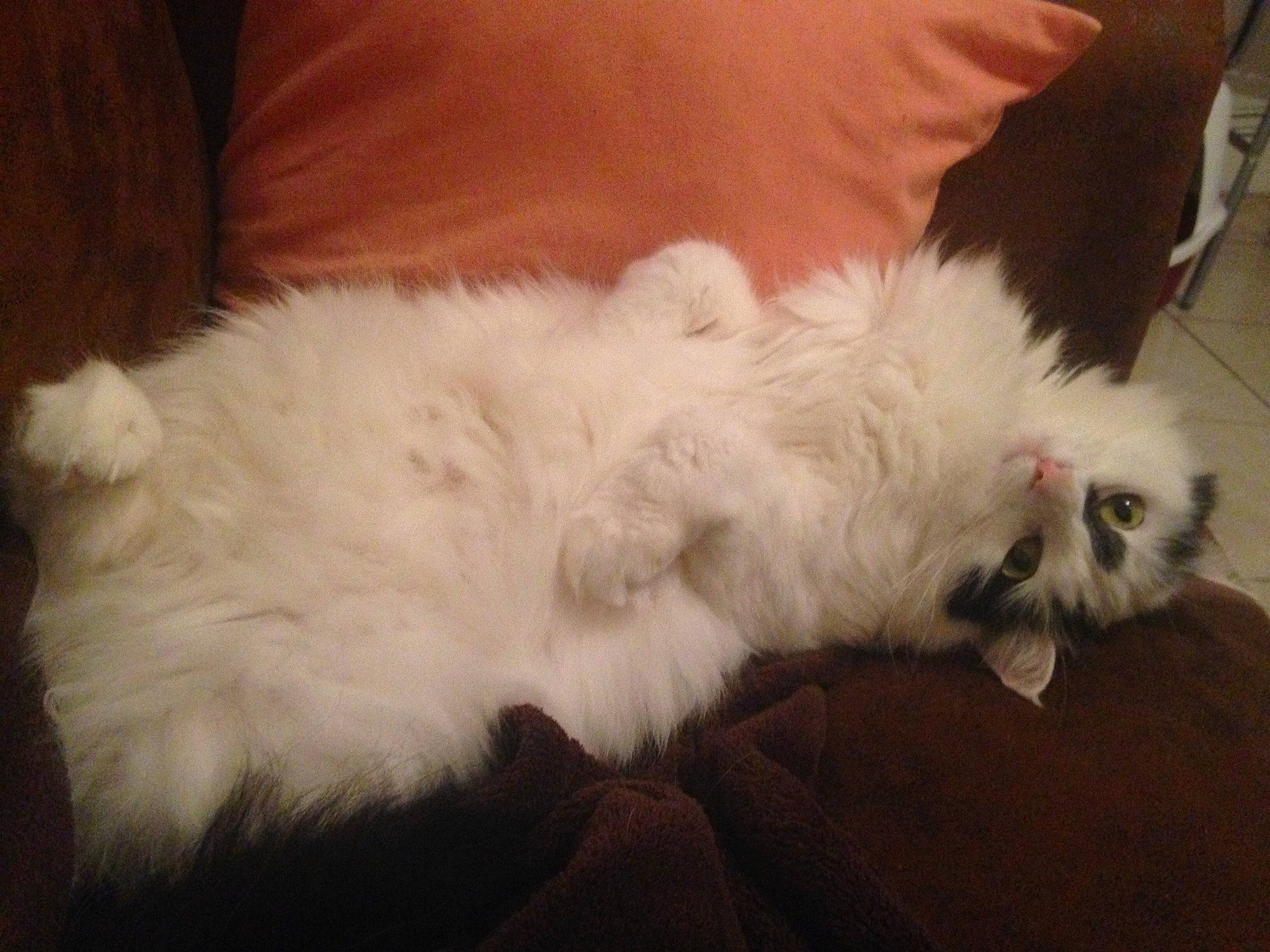 Paupiette a rejoint le concours — aidez-le/la à gagner de superbes lots ! british_longhair, canidae, carnivore, cat, claw, comfort, companion_dog, dog_breed, fawn, felidae, fur, laperm, paw, persian, ragdoll, small_to_medium_sized_cats, snout, tail, terrestrial_animal, whiskers