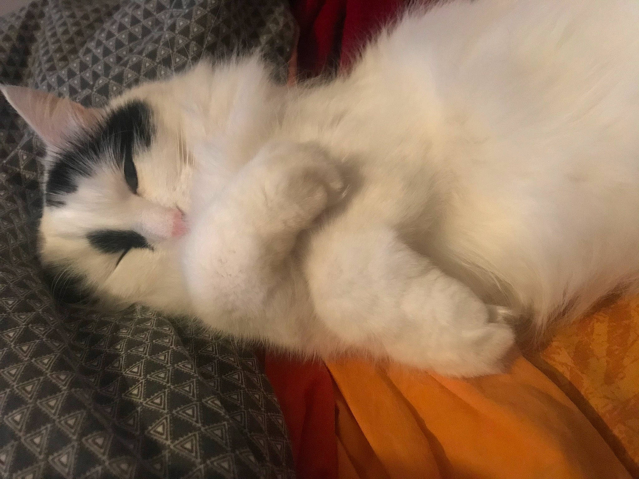 Paupiette participe au concours pour gagner de l'argent avec cette photo : carnivore, cat, comfort, felidae, fur, orange, paw, small_to_medium_sized_cats, snout, vertebrate, whiskers