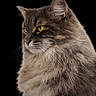 cat, longhaired_cat, fluffy, portrait, pet, feline, gray_fur, green_eyes, whiskers, ears, animal, closeup, studio_lighting, black_background, sitting, profile, cute, elegant, named_pet, text_overlay