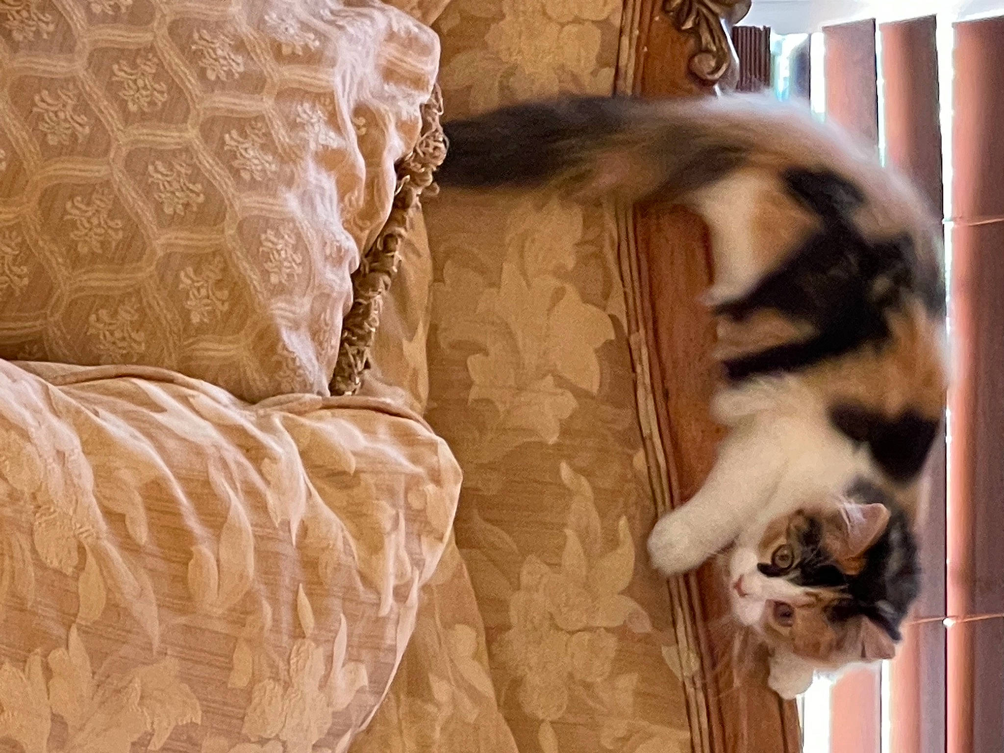 Laura joined the competition — help win amazing prizes! brown, canidae, carnivore, cat, chair, comfort, couch, domestic_short_haired_cat, door, fawn, felidae, fur, hardwood, linens, small_to_medium_sized_cats, snout, sporting_group, tail, whiskers, wood