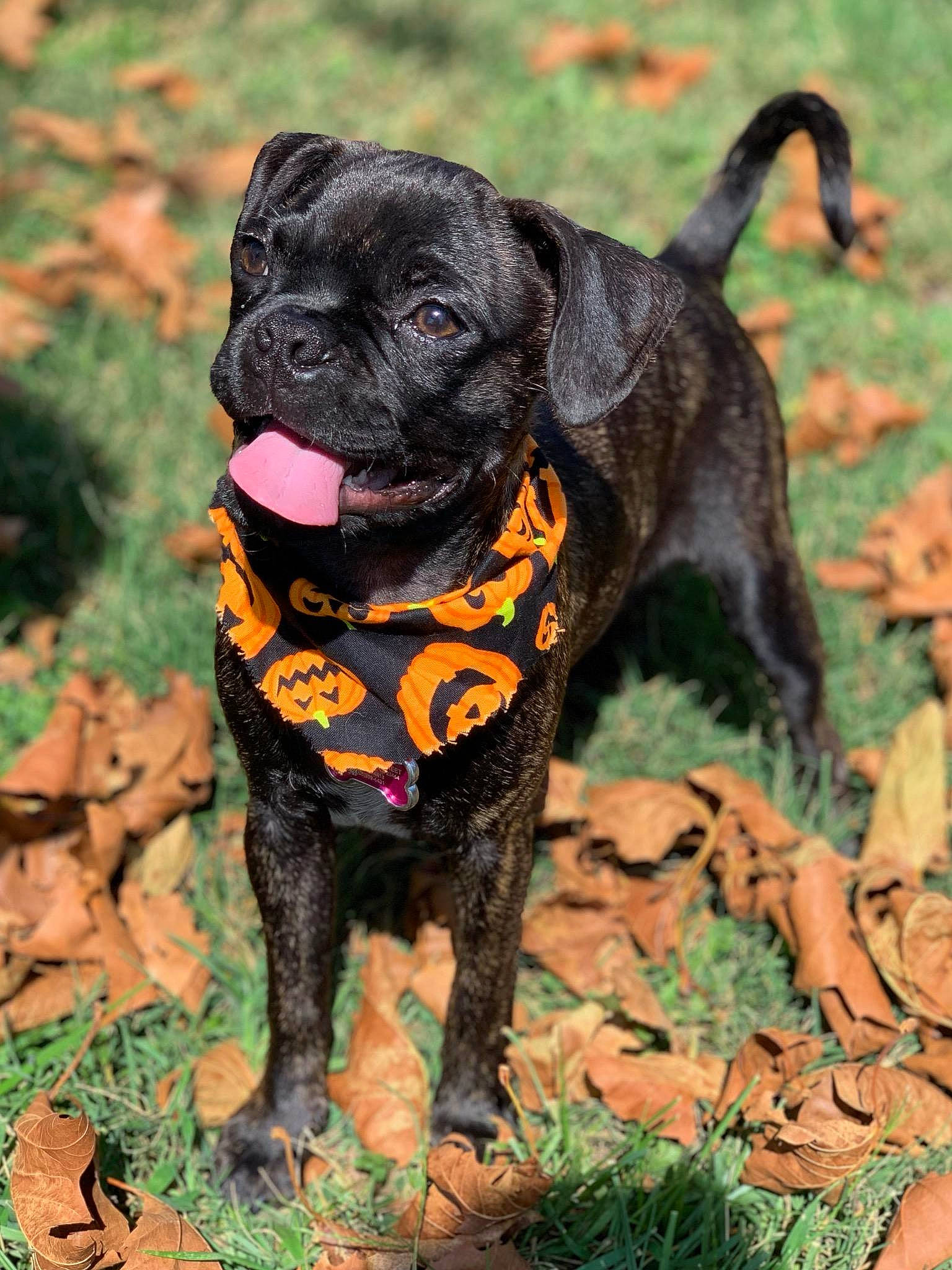Penelope joined the competition — help win amazing prizes! bullmastiff, canidae, carlin_pinscher, carnivore, companion_dog, dog, dog_breed, fawn, guard_dog, mammal, plant, pug, puggle, puppy, rare_breed_dog, snout, sporting_group, vertebrate