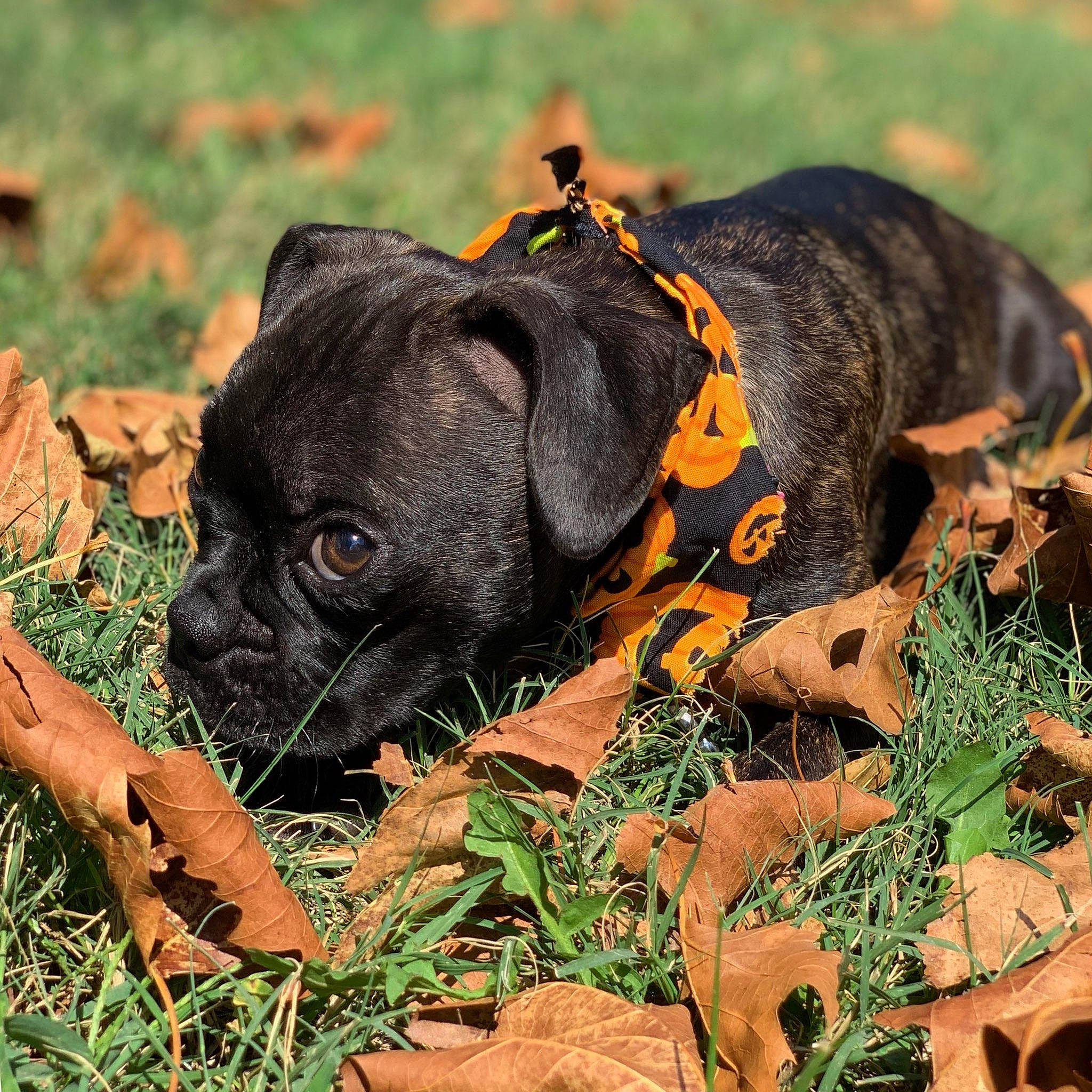 Penelope is registered to the contest to win money with this photo: alaunt, american_pit_bull_terrier, american_staffordshire_terrier, canidae, carnivore, cordoba_fighting_dog, dog, dog_breed, fawn, grass, mammal, molosser, non_sporting_group, perro_de_presa_canario, plant, puppy, rare_breed_dog, snout, sporting_group, staffordshire_bull_terrier