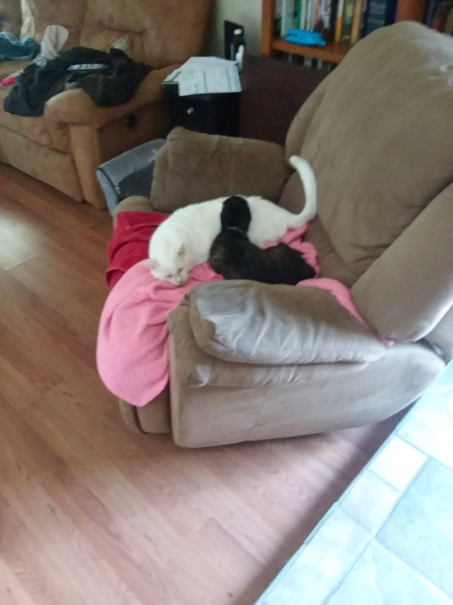 Penelope is registered to the contest to win money with this photo: canidae, carnivore, child, comfort, companion_dog, couch, dog, dog_breed, french_bulldog, furniture, nap, non_sporting_group, puppy