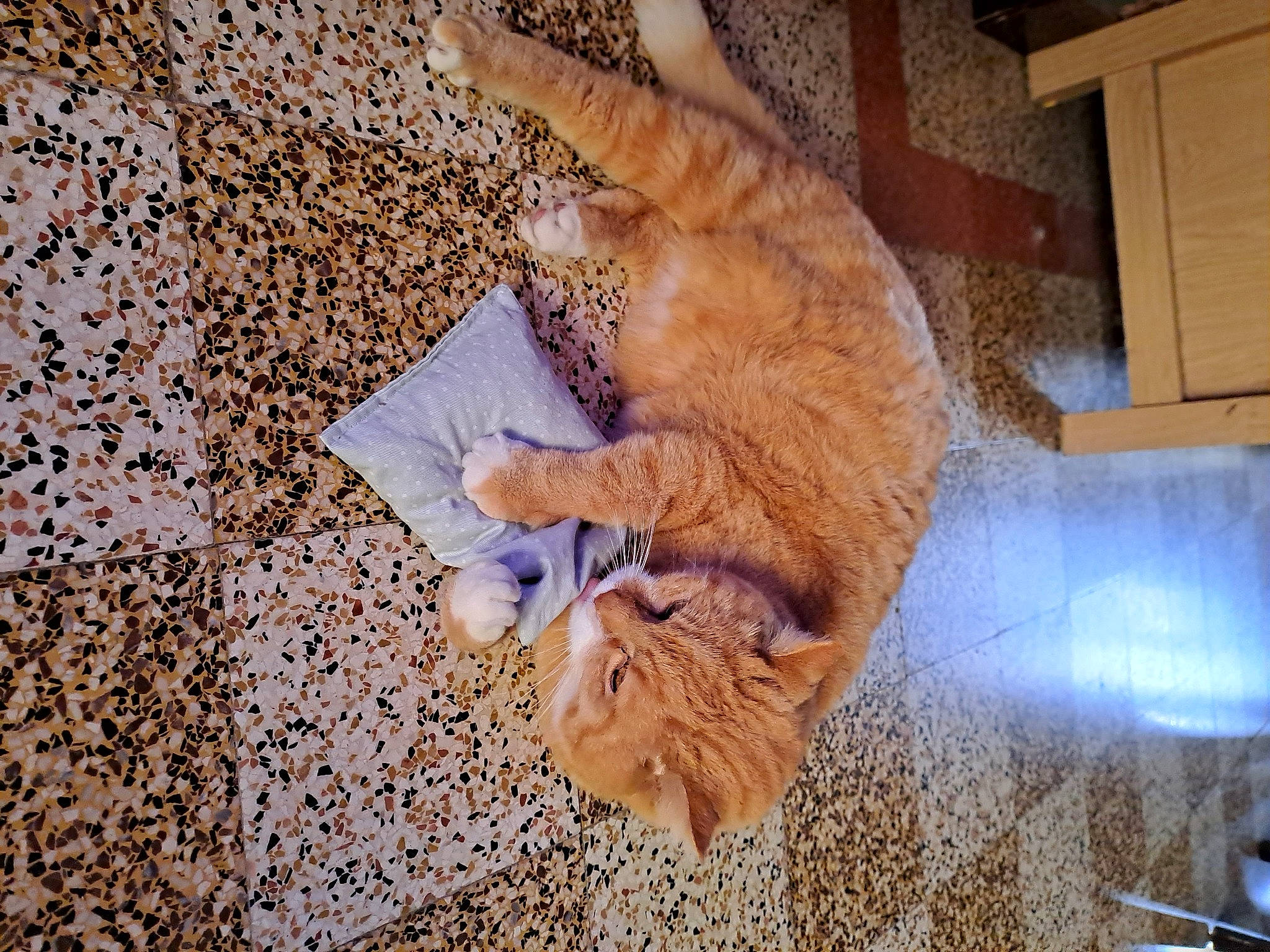 Felix participe au concours pour gagner de l'argent avec cette photo : carnivore, cat, claw, comfort, companion_dog, domestic_short_haired_cat, fawn, felidae, flooring, fur, hardwood, human_leg, nap, paw, sand, small_to_medium_sized_cats, snout, tail, whiskers, wood