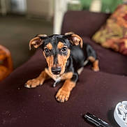 Max is registered to the contest to win money with this photo: animal, ashtray, black_and_tan, blurred_background, collar, couch, curious, dog, ears, eyes, face, fur, furniture, indoor, lighter, looking, paws, pet, puppy, young
