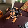 animal, ashtray, black_and_tan, blurred_background, collar, couch, curious, dog, ears, eyes, face, fur, furniture, indoor, lighter, looking, paws, pet, puppy, young