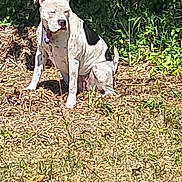 Piper is registered to the contest to win money with this photo: animal, black_patches, canine, collar, daytime, dog, dry_grass, ears, fur, grass, greenery, nature, outdoor, pet, shrubbery, sitting, snout, sunlight, tail, white_dog