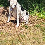animal, black_patches, canine, collar, daytime, dog, dry_grass, ears, fur, grass, greenery, nature, outdoor, pet, shrubbery, sitting, snout, sunlight, tail, white_dog