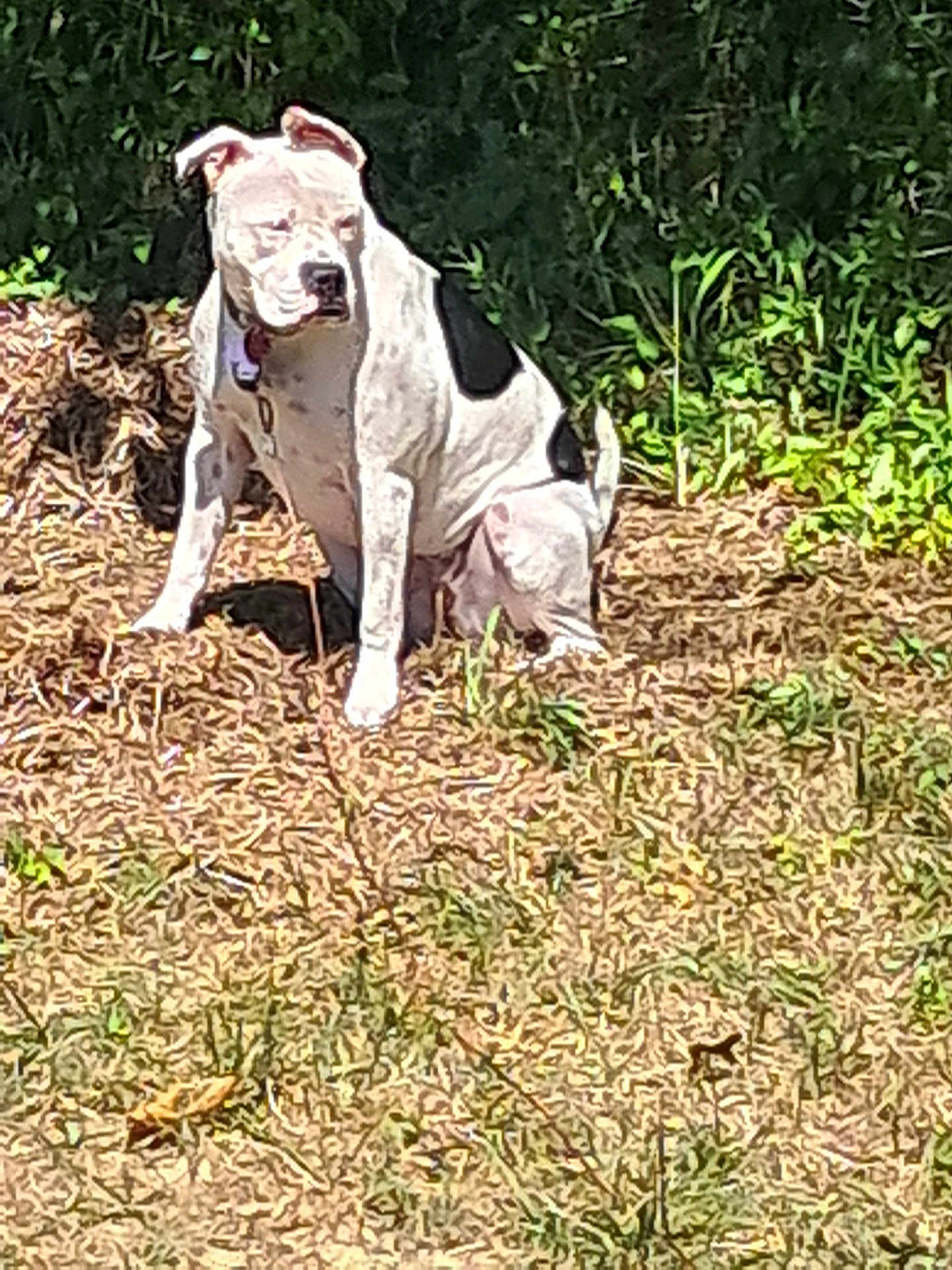 Piper
