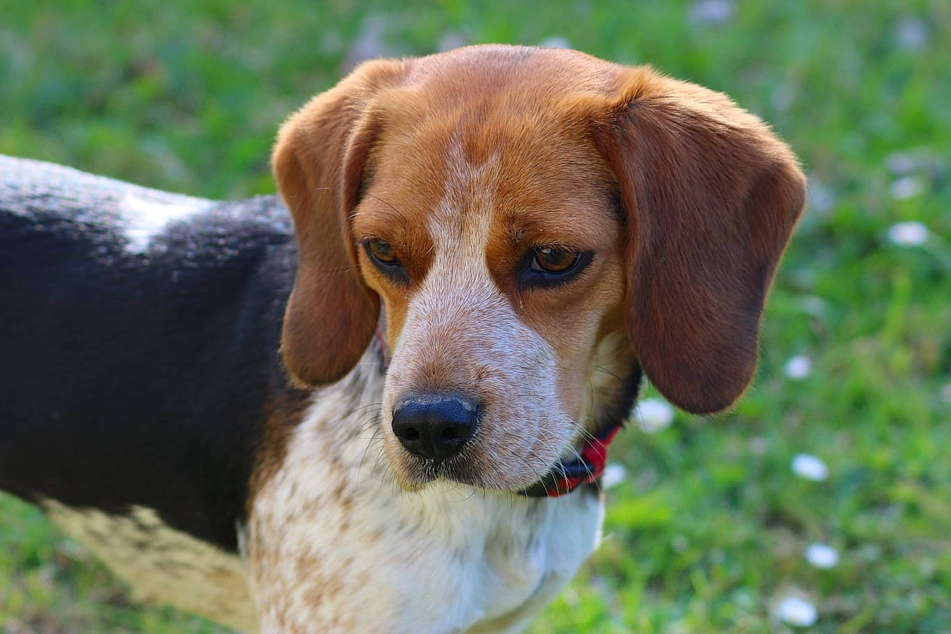 Roxie participe au concours pour gagner de l'argent avec cette photo : canidae, carnivore, companion_dog, dog, dog_breed, fawn, grass, hound, hunting_dog, liver, plant, scent_hound, snout, sporting_group, terrestrial_animal, whiskers
