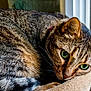 Basile participe au concours pour gagner de l'argent avec cette photo : cat, tabby_cat, green_eyes, fur, pet, animal, close_up, resting, bed, indoor, window, relaxed, whiskers, ears, cute, feline, mammal, domestic_cat, sleepy, cozy