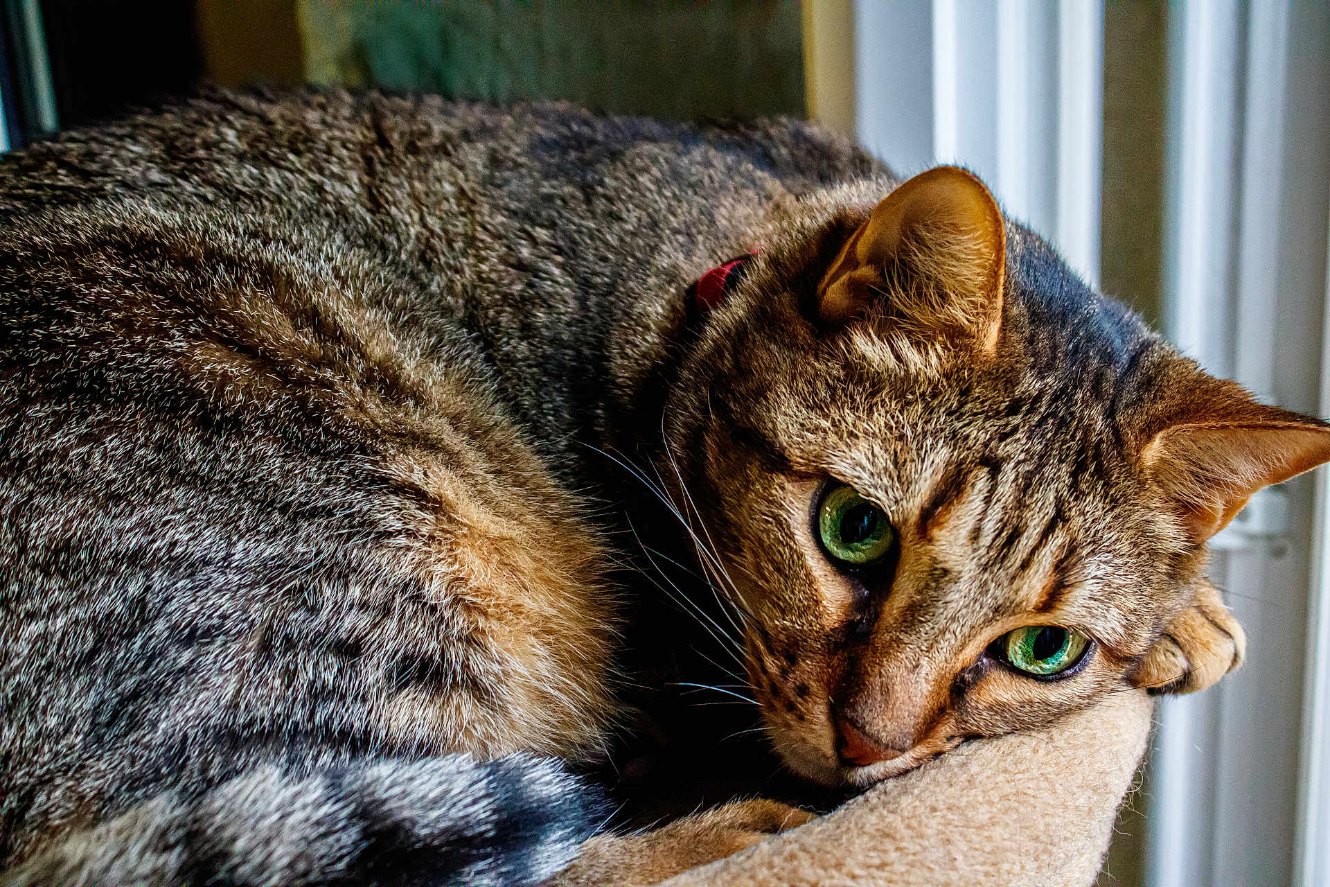 Basile participe au concours pour gagner de l'argent avec cette photo : cat, tabby_cat, green_eyes, fur, pet, animal, close_up, resting, bed, indoor, window, relaxed, whiskers, ears, cute, feline, mammal, domestic_cat, sleepy, cozy