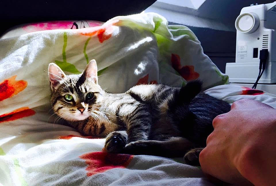 Milka participe au concours pour gagner de l'argent avec cette photo : bed, bed_sheet, bedding, carnivore, cat, claw, comfort, domestic_short_haired_cat, felidae, fur, home_appliance, kitchen_appliance, linens, machine, mechanical_fan, nap, paw, room, small_to_medium_sized_cats, whiskers