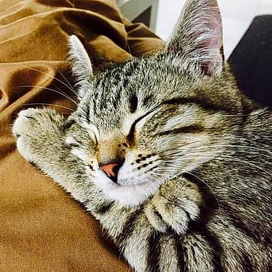 Milka a rejoint le concours — aidez-le/la à gagner de superbes lots ! carnivore, cat, comfort, domestic_short_haired_cat, ear, felidae, fur, paw, small_to_medium_sized_cats, snout, terrestrial_animal, whiskers, wildlife