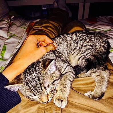 Milka a rejoint le concours — aidez-le/la à gagner de superbes lots ! carnivore, cat, claw, comfort, domestic_short_haired_cat, felidae, fur, nap, paw, sleep, small_to_medium_sized_cats, snout, tail, terrestrial_animal, vertebrate, whiskers, wood