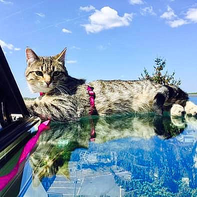 Milka a rejoint le concours — aidez-le/la à gagner de superbes lots ! carnivore, cat, cloud, cumulus, domestic_short_haired_cat, felidae, fur, grass, landscape, leisure, natural_landscape, reflection, sitting, sky, small_to_medium_sized_cats, tail, tree, water, whiskers, winter