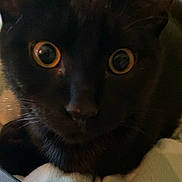 Binx is registered to the contest to win money with this photo: black_cat, cat, close_up, animal, pet, feline, indoor, blanket, curious, eyes, face, whiskers, fur, cozy, resting, soft, domestic_animal, mammal, companion, cute