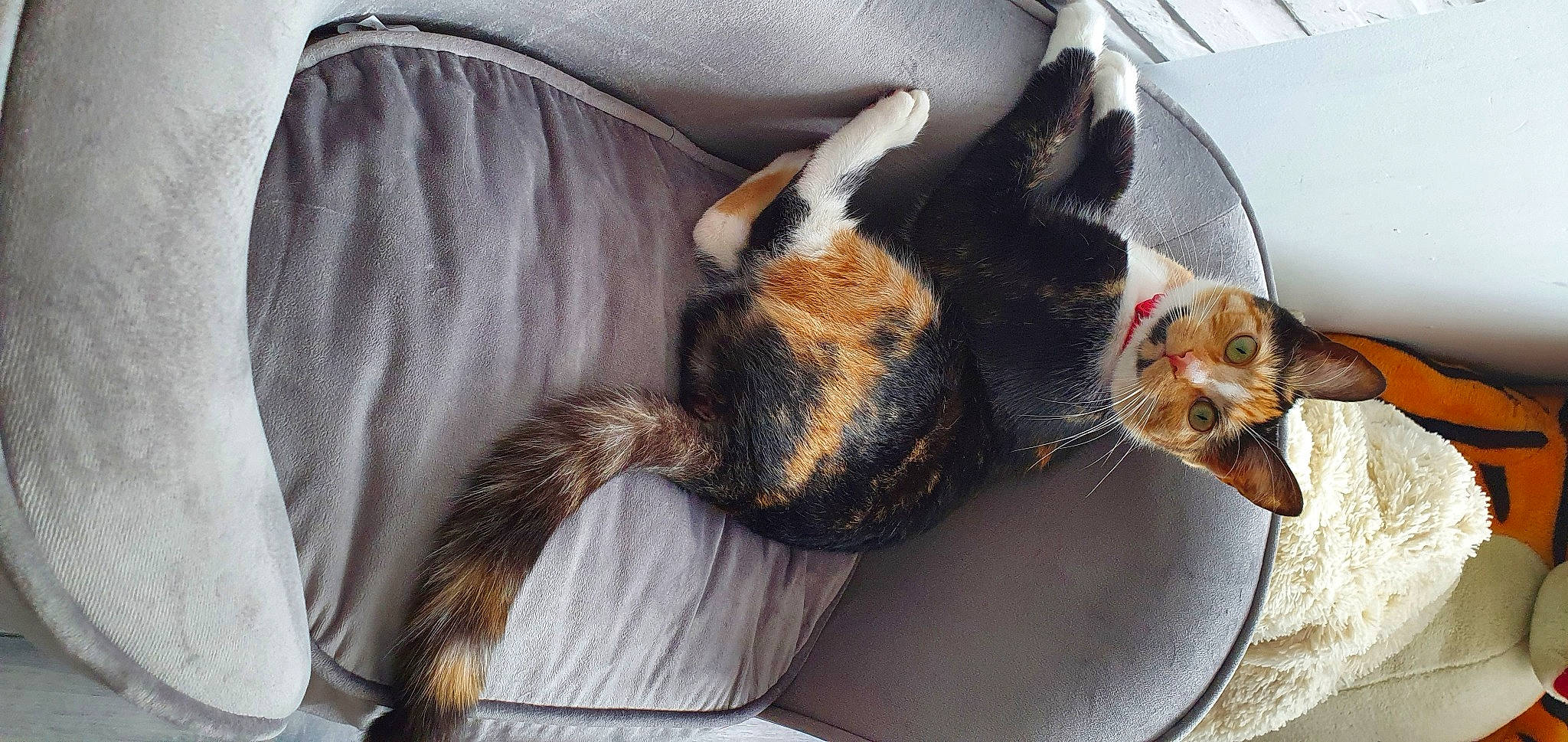 Daisy is registered to the contest to win money with this photo: canidae, carnivore, claw, comfort, companion_dog, dog_breed, domestic_short_haired_cat, fawn, felidae, fur, lap, nap, paw, plant, sleep, small_to_medium_sized_cats, sporting_group, tail, terrestrial_animal, whiskers