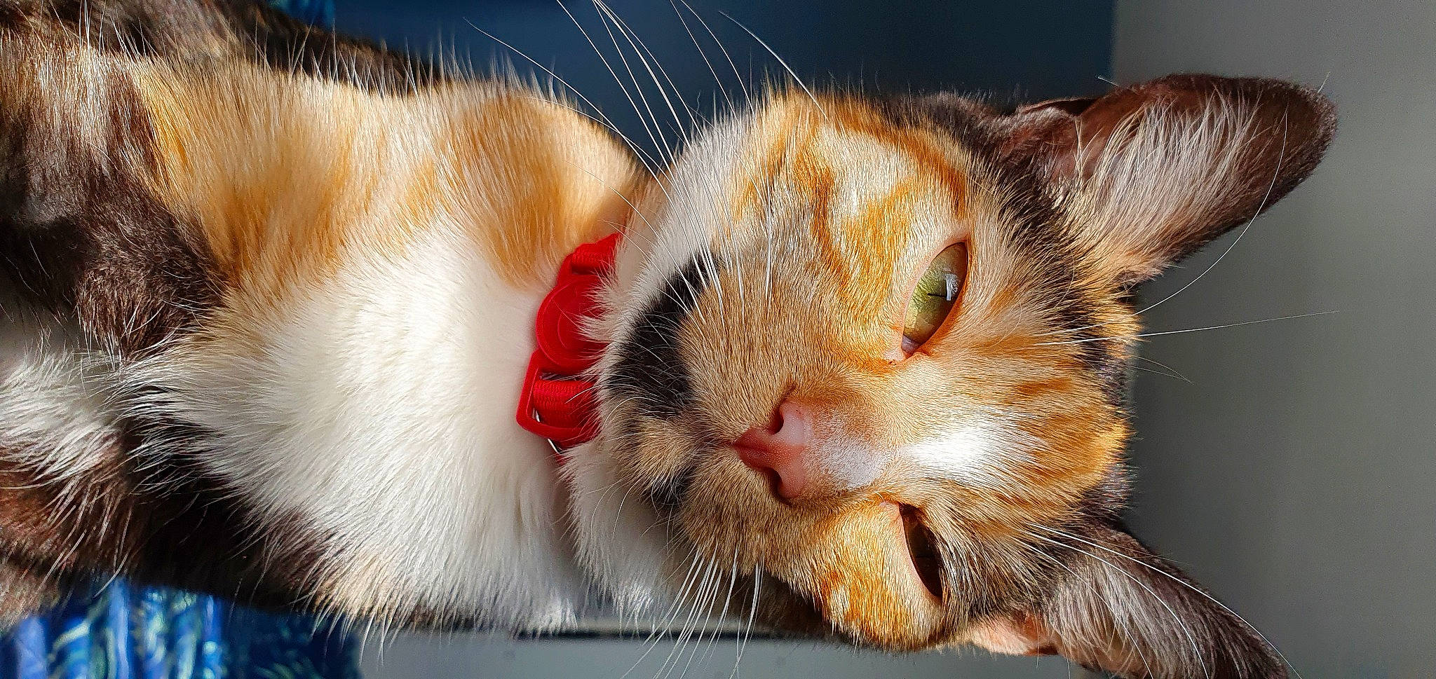 Daisy is registered to the contest to win money with this photo: carnivore, cat, claw, comfort, domestic_short_haired_cat, ear, fawn, felidae, fur, nap, paw, sleep, small_to_medium_sized_cats, snout, tail, whiskers, window