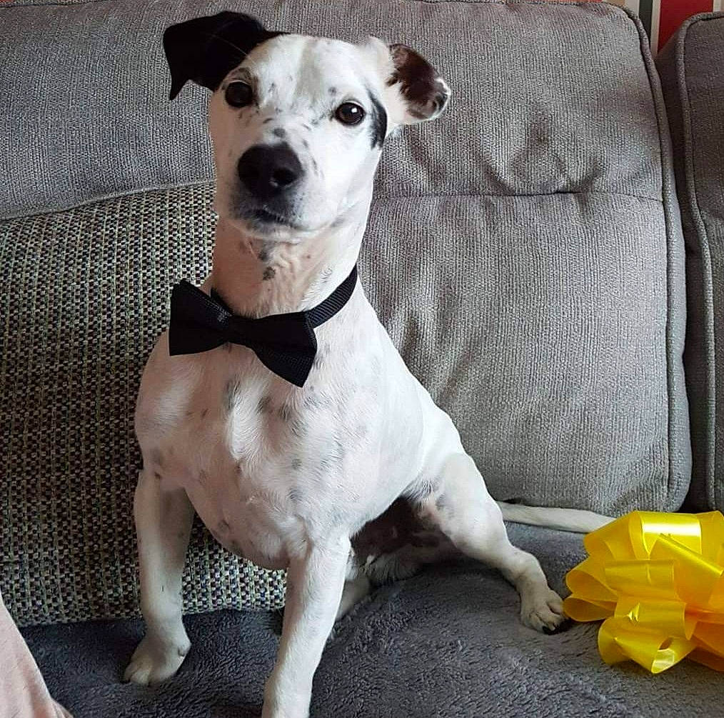 Odie is registered to the contest to win money with this photo: carnivore, chair, collar, comfort, companion_dog, dog, dog_breed, dog_clothes, dog_collar, dog_supply, fawn, linens, pet_supply, plastic_bag, snout, sporting_group, terrestrial_animal, terrier, whiskers, working_animal