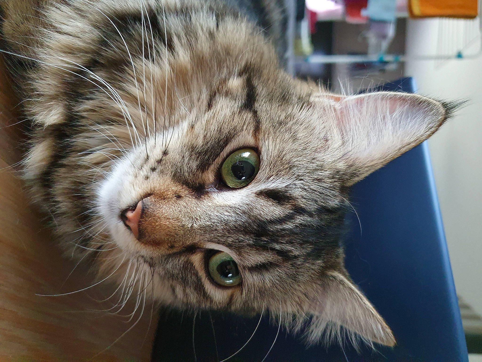 Hestia participe au concours pour gagner de l'argent avec cette photo : carnivore, cat, domestic_short_haired_cat, ear, felidae, fur, iris, paw, photography, small_to_medium_sized_cats, snout, terrestrial_animal, whiskers, wildlife, window