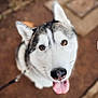 Luna joined the competition — help win amazing prizes! animal, blurred_background, brown_eyes, canine, close_up, cute, dog, ears, fur, happy, husky, leash, looking_up, muzzle, nature, outdoor, pet, portrait, tongue_out, whiskers