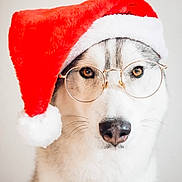 Luna is registered to the contest to win money with this photo: dog, husky, glasses, santa_hat, pet, animal, portrait, white_fur, brown_eyes, holiday, christmas, costume, cute, studio, close_up, face, fur, whiskers, winter, festive