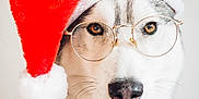 Luna is registered to the contest to win money with this photo: animal, brown_eyes, christmas, close_up, costume, cute, dog, face, festive, fur, glasses, holiday, husky, pet, portrait, santa_hat, studio, whiskers, white_fur, winter