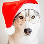 dog, husky, glasses, santa_hat, pet, animal, portrait, white_fur, brown_eyes, holiday, christmas, costume, cute, studio, close_up, face, fur, whiskers, winter, festive