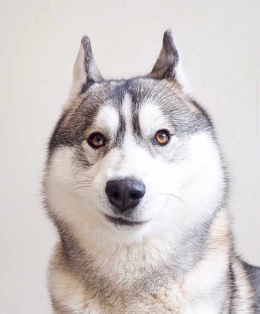 Luna is registered to the contest to win money with this photo: dog, siberian_husky, pet, animal, portrait, close_up, fur, ears, face, eyes, whiskers, canine, muzzle, fluffy, looking_at_camera, domestic_animal, friendly, indoor, light_background, calm