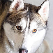 Luna is registered to the contest to win money with this photo: animal, brown_eyes, canine, close_up, dog, ears, expression, eyes, face, fur, gray, husky, indoor, looking, mammal, pet, portrait, snout, whiskers, white