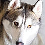 animal, brown_eyes, canine, close_up, dog, ears, expression, eyes, face, fur, gray, husky, indoor, looking, mammal, pet, portrait, snout, whiskers, white