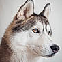 Luna joined the competition — help win amazing prizes! alert, amber_eyes, animal, canine, close_up, dog, domestic_animal, ears, fur, furry, head, husky, indoor, muzzle, pet, portrait, profile, side_view, snout, whiskers