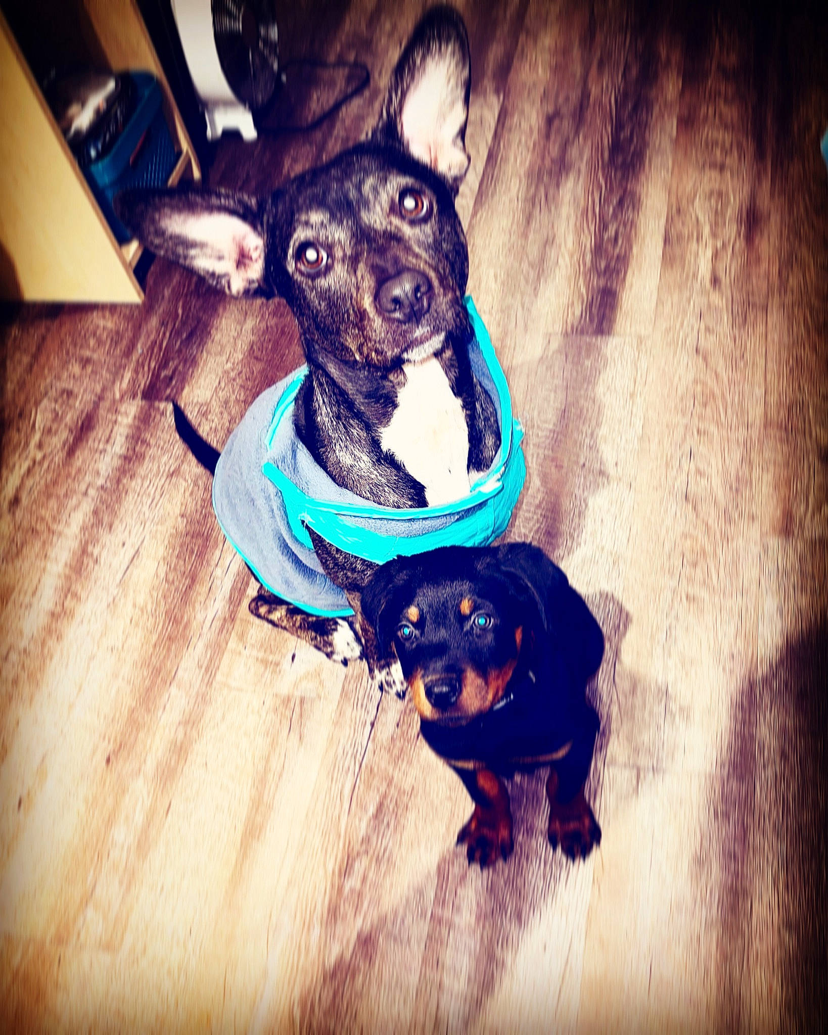 Zoey Dog joined the competition — help win amazing prizes! canidae, carnivore, companion_dog, dog, dog_breed, electric_blue, eye, fawn, floor, flooring, fur, happy, personal_protective_equipment, snout, sporting_group, square, visual_arts, whiskers, wood, working_animal