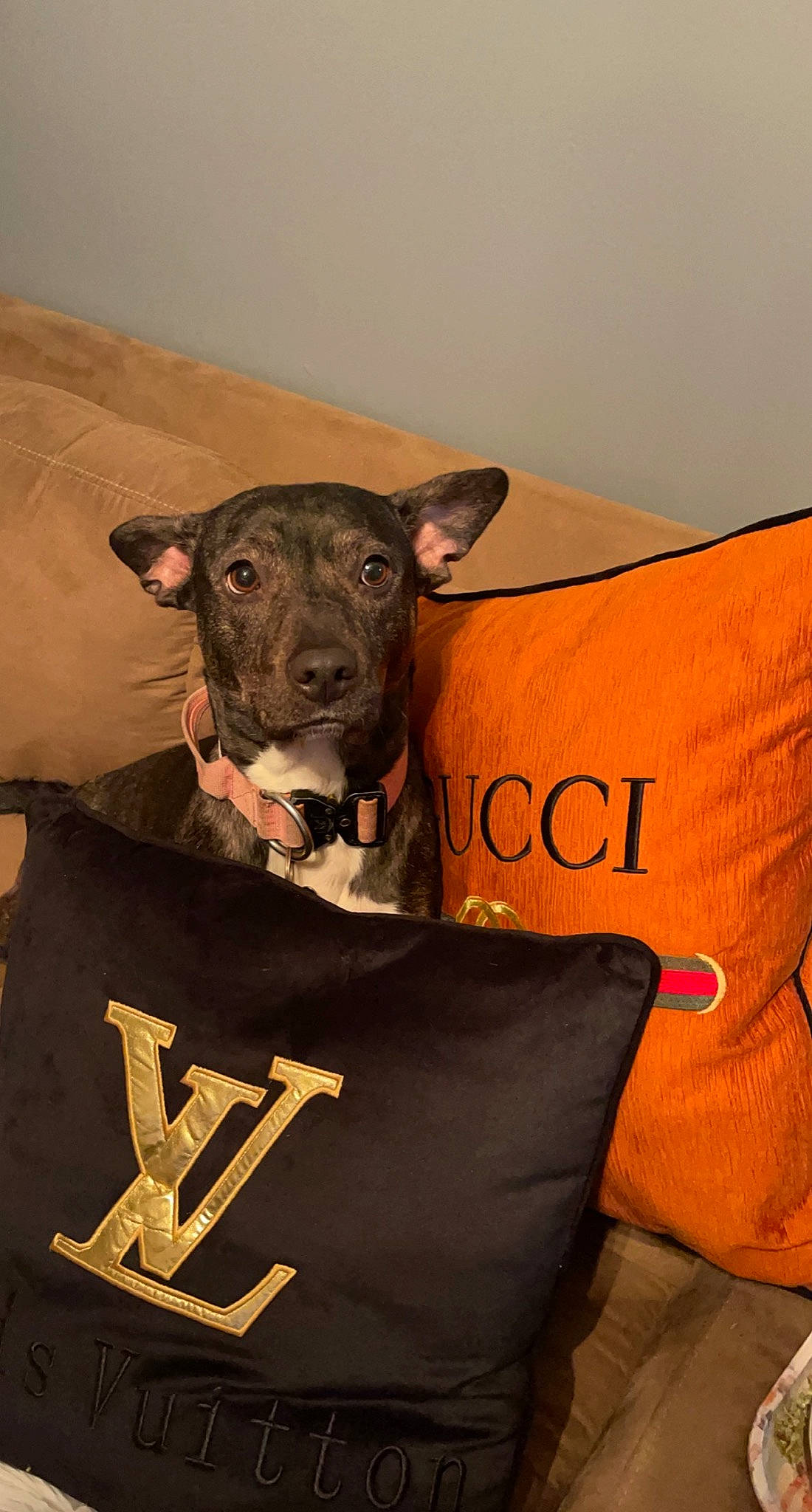 Zoey Dog joined the competition — help win amazing prizes! bovine, canidae, carnivore, collar, companion_dog, dog_breed, dog_clothes, dog_supply, fashion_accessory, fawn, fur, livestock, personal_protective_equipment, sleeve, sportswear, t_shirt, terrestrial_animal, top, whiskers, working_animal