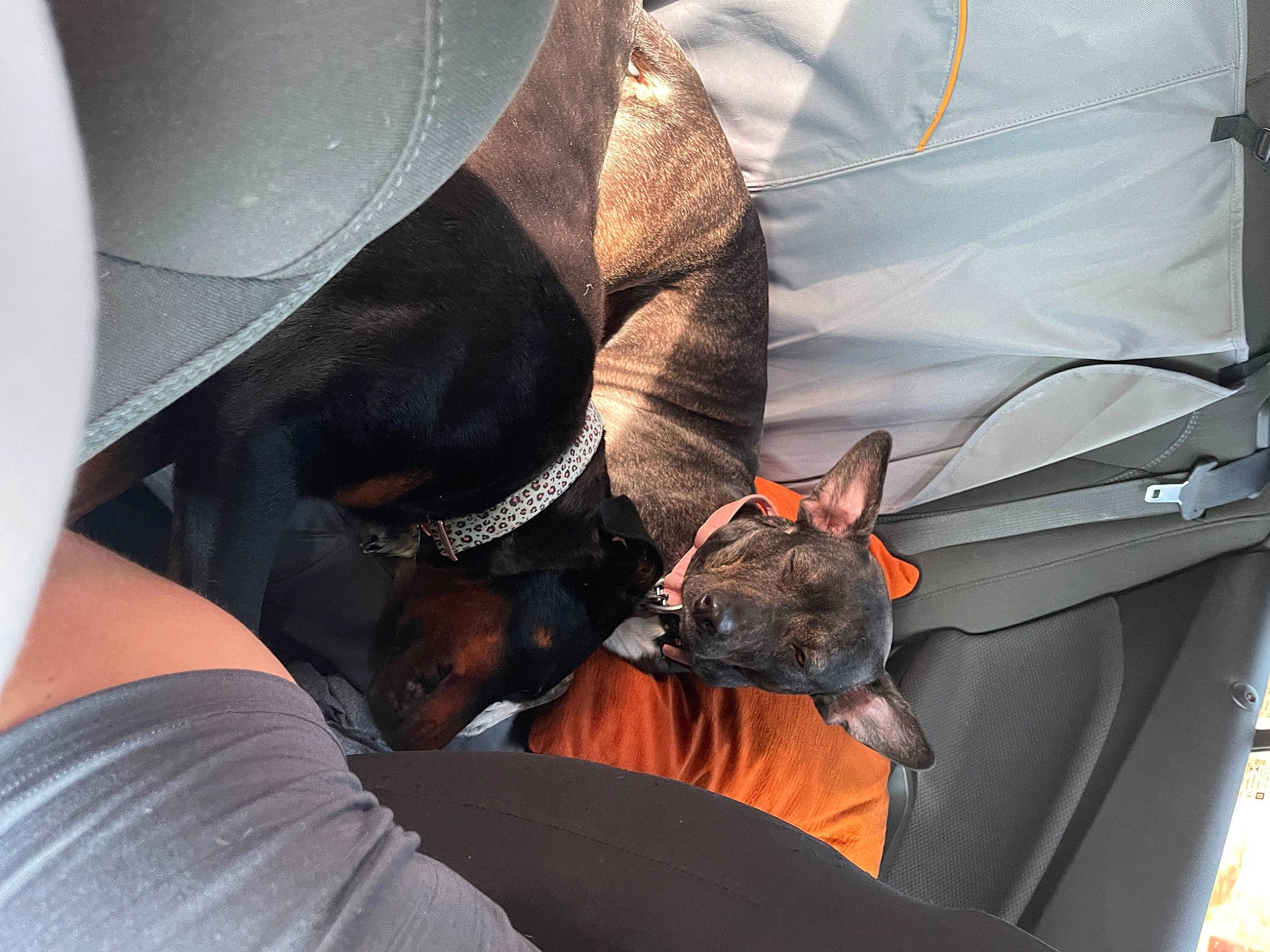 Zoey Dog is registered to the contest to win money with this photo: auto_part, bag, canidae, car_seat, carnivore, comfort, companion_dog, dog, dog_breed, eyewear, fashion_accessory, fedora, felidae, fur, hat, service, sporting_group, sun_hat, toy_dog