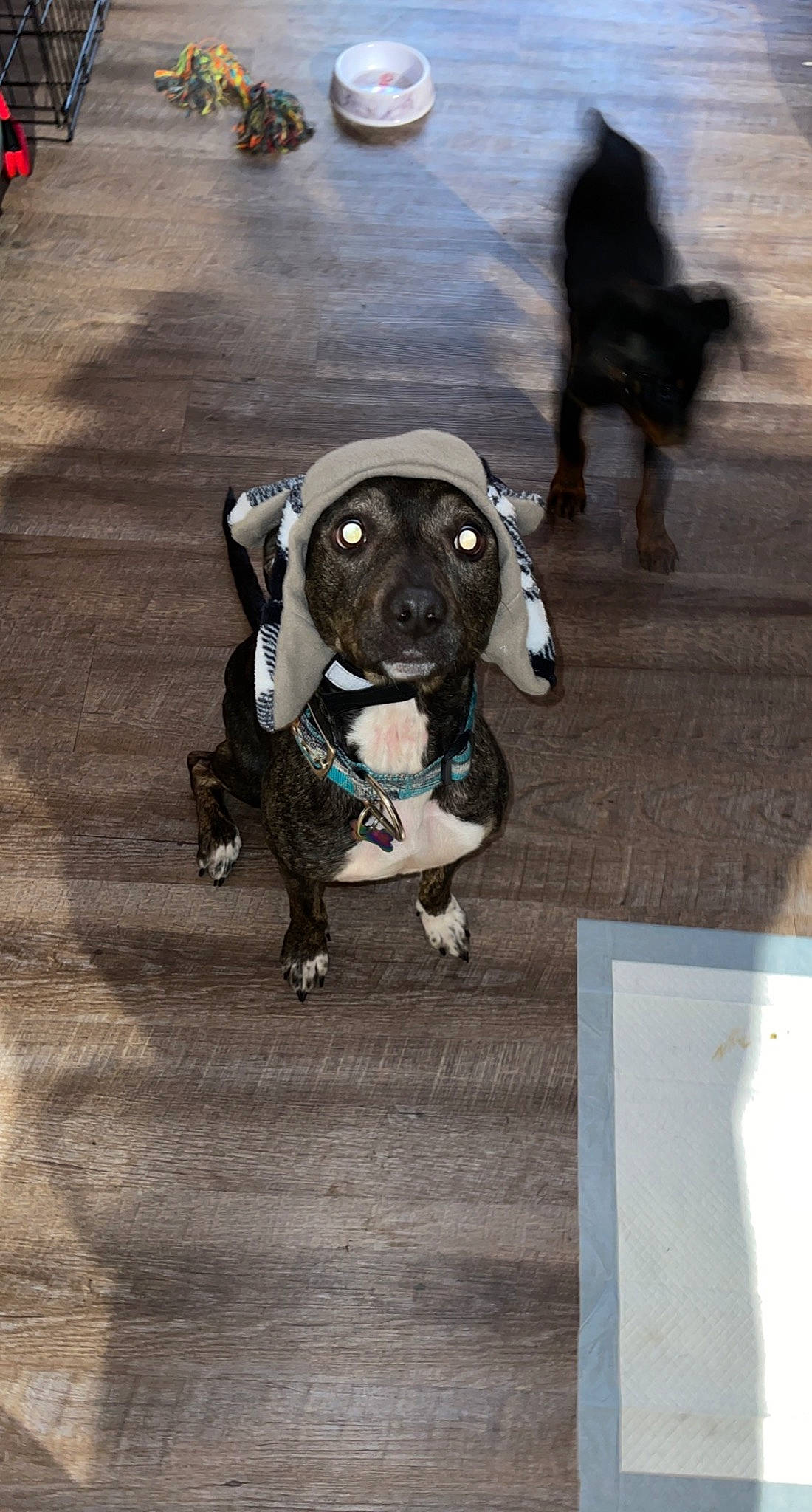 Zoey Dog is registered to the contest to win money with this photo: canidae, carnivore, collar, companion_dog, dog, dog_breed, dog_clothes, dog_collar, dog_supply, dog_walking, fashion_accessory, fawn, flooring, leash, pet_supply, road_surface, sidewalk, snout, sporting_group, working_animal