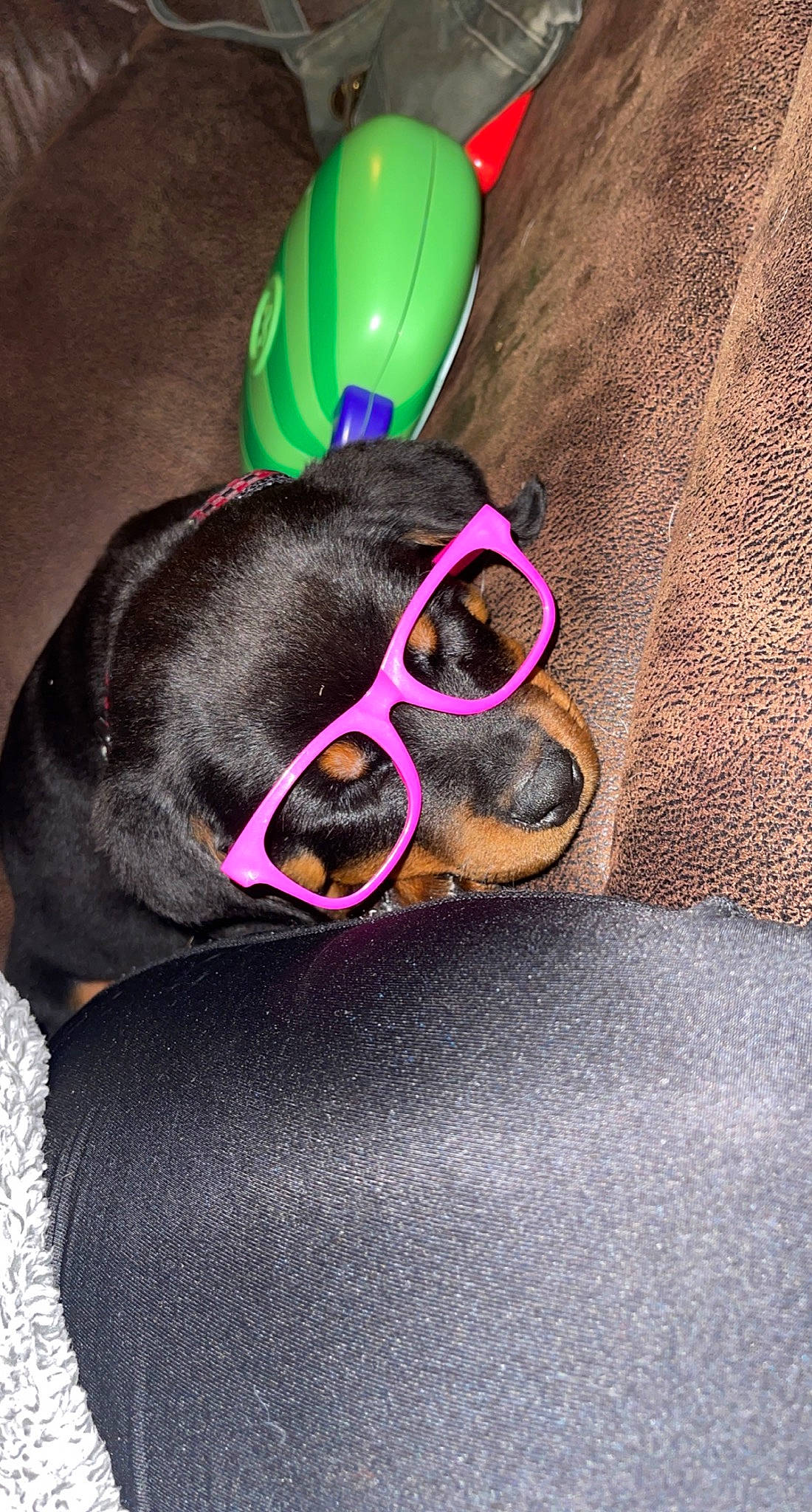 Indica is registered to the contest to win money with this photo: audio_equipment, carnivore, collar, comfort, companion_dog, dog, dog_breed, dog_supply, eyewear, fawn, goggles, headgear, helmet, personal_protective_equipment, pet_supply, purple, snout, sunglasses, vision_care, working_animal