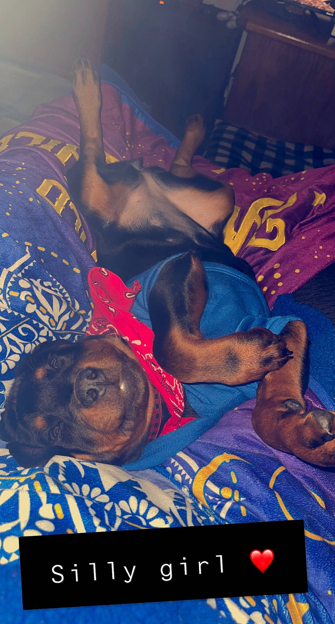 Indica is registered to the contest to win money with this photo: advertising, art, artist, canidae, carnivore, dog, dog_breed, electric_blue, fiction, flesh, font, illustration, leisure, painting, pattern, poster, room, sporting_group, visual_arts, working_animal