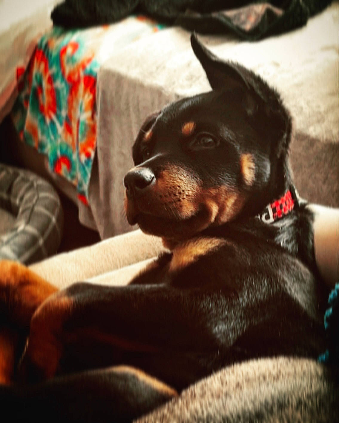 Indica is registered to the contest to win money with this photo: canidae, carnivore, comfort, companion_dog, dog, dog_breed, ear, fawn, fur, guard_dog, linens, non_sporting_group, paw, puppy, sporting_group, toy_dog, vertebrate, whiskers, working_animal, working_dog