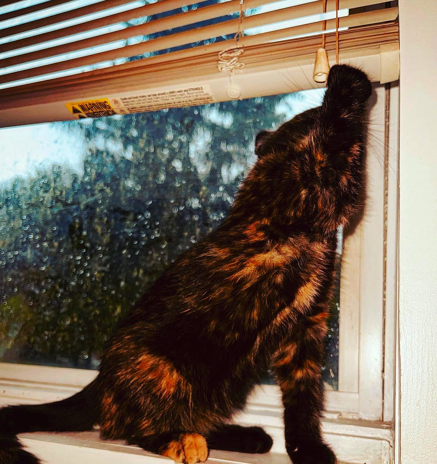 Sativa is registered to the contest to win money with this photo: canidae, carnivore, cat, claw, dog_breed, door, felidae, fur, metal, shade, shadow, small_to_medium_sized_cats, snout, sporting_group, tail, terrestrial_animal, tints_and_shades, whiskers, window, wood