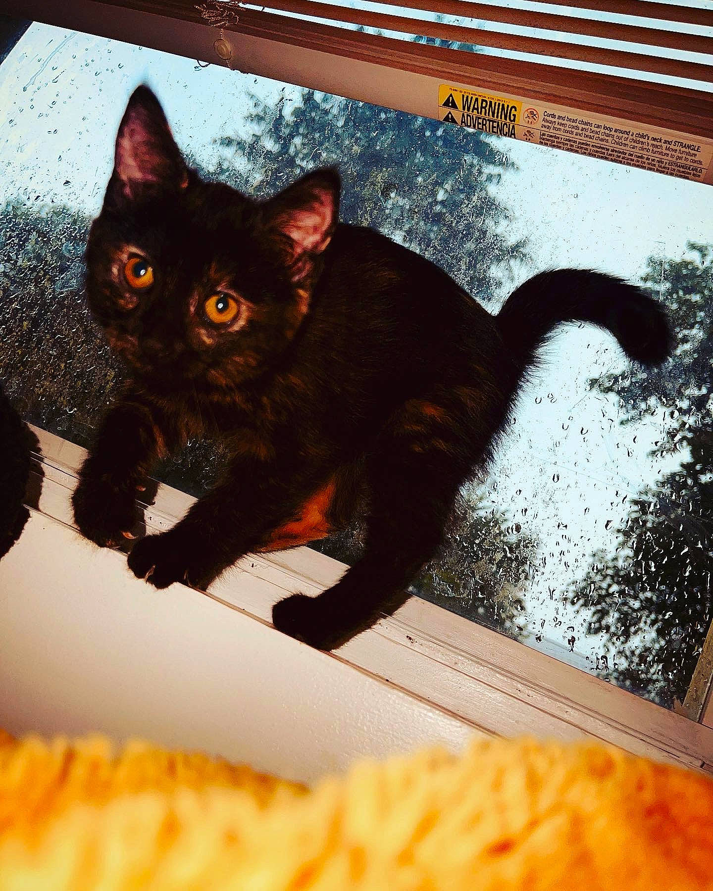 Sativa joined the competition — help win amazing prizes! black_cat, bombay, carnivore, cat, claw, comfort, domestic_short_haired_cat, felidae, fur, havana_brown, light, paw, rectangle, small_to_medium_sized_cats, snout, tail, terrestrial_animal, whiskers, window, yellow