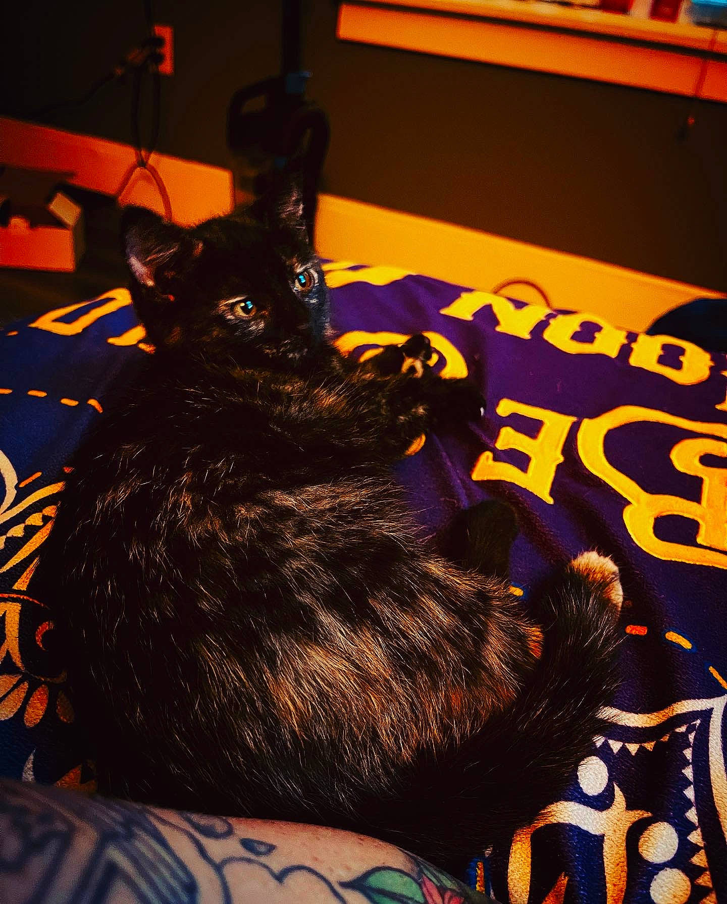 Sativa joined the competition — help win amazing prizes! beard, black_cat, canidae, carnivore, dog_breed, domestic_short_haired_cat, event, fashion_accessory, felidae, fictional_character, flesh, font, fur, guard_dog, hat, room, small_to_medium_sized_cats, tail, tattoo, whiskers