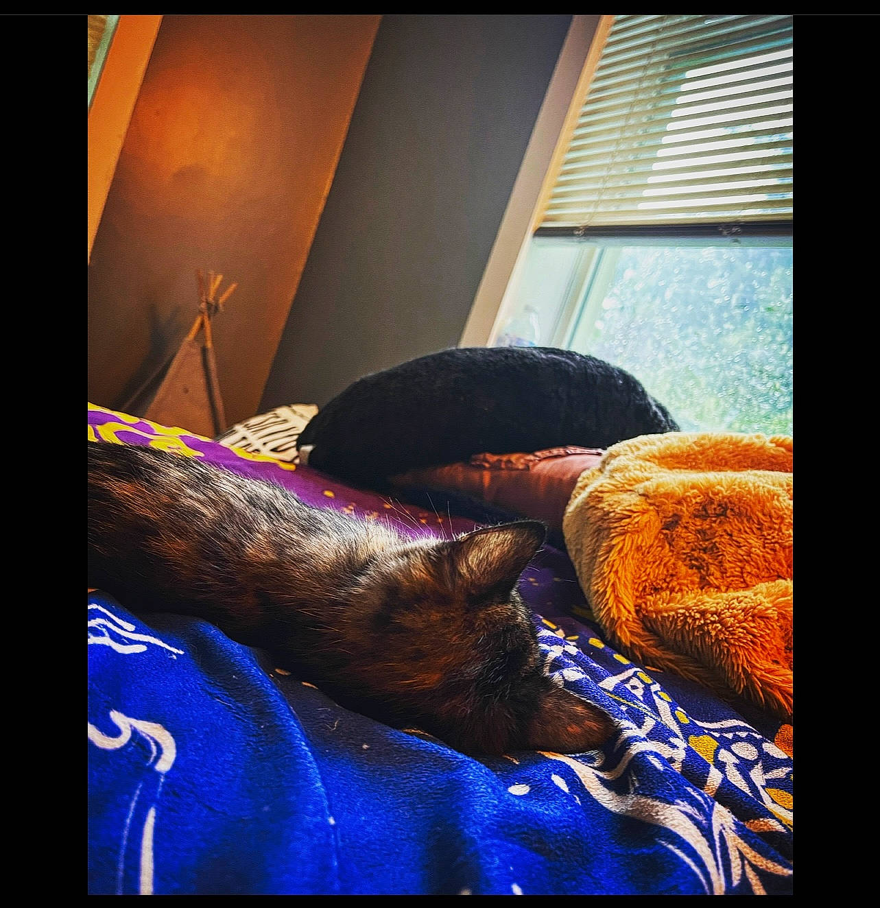 Sativa joined the competition — help win amazing prizes! bedding, bedroom, comfort, couch, electric_blue, fawn, felidae, flooring, fur, human_leg, linens, magenta, rectangle, room, small_to_medium_sized_cats, tints_and_shades, visual_arts, whiskers, window, window_blind