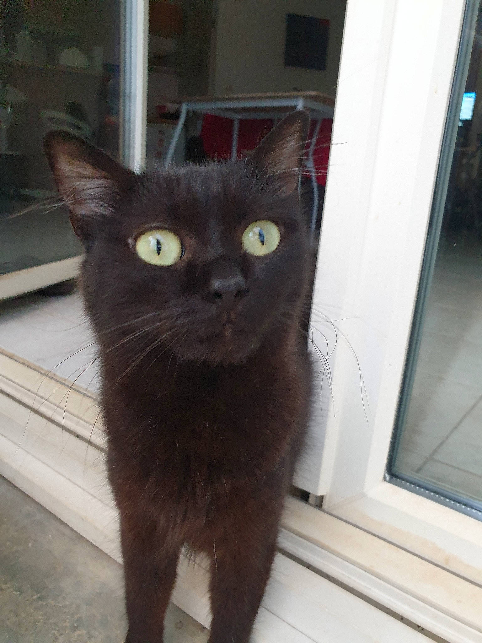 Chachou participe au concours pour gagner de l'argent avec cette photo : asian, black_cat, bombay, burmese, carnivore, cat, domestic_long_haired_cat, domestic_short_haired_cat, felidae, german_rex, havana_brown, korat, mammal, nebelung, ojos_azules, small_to_medium_sized_cats, snout, tail, vertebrate, whiskers