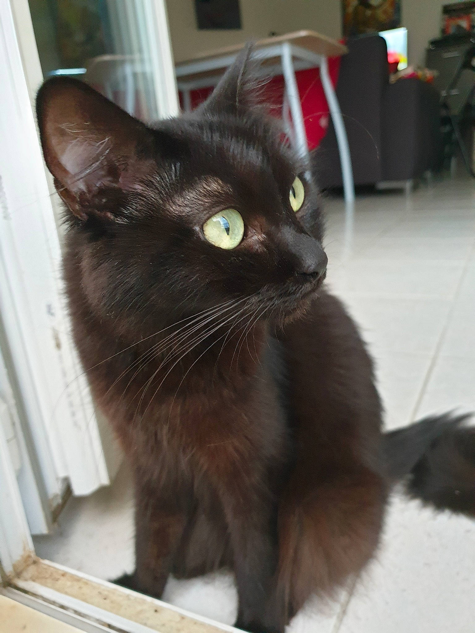 Chachou participe au concours pour gagner de l'argent avec cette photo : asian, black_cat, bombay, burmese, carnivore, cat, domestic_long_haired_cat, domestic_short_haired_cat, felidae, havana_brown, kitten, korat, mammal, nebelung, polydactyl_cat, small_to_medium_sized_cats, snout, tail, vertebrate, whiskers