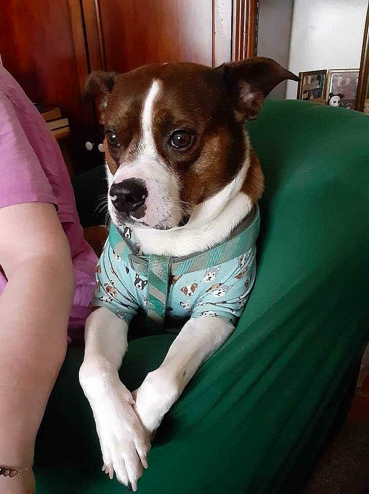 Killian joined the competition — help win amazing prizes! boston_terrier, carnivore, chair, club_chair, comfort, companion_dog, couch, dog, dog_breed, dog_supply, fawn, human_leg, picture_frame, sitting, snout, sporting_group, thigh, toy_dog, whiskers, working_animal