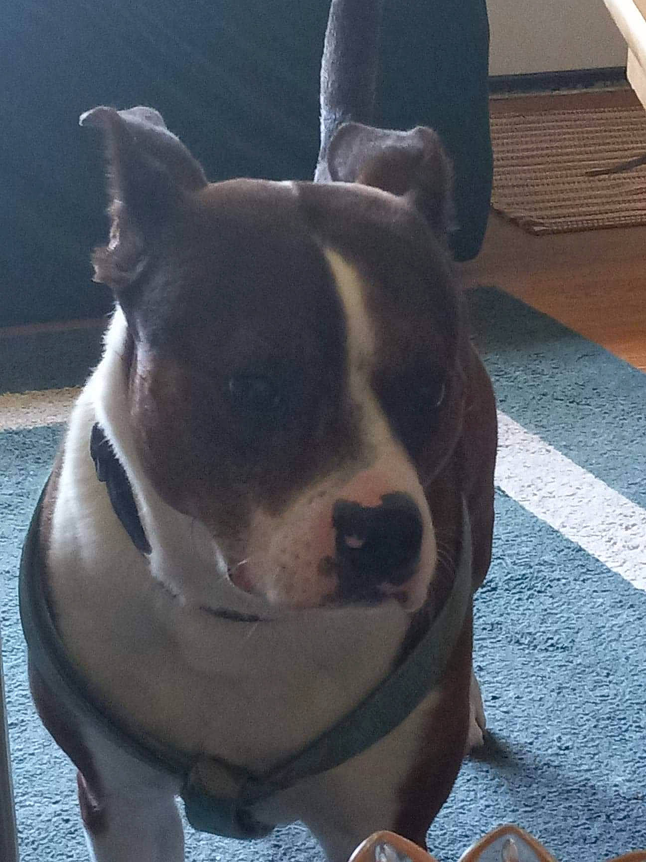 Killian is registered to the contest to win money with this photo: canidae, carnivore, collar, companion_dog, dog, dog_breed, dog_collar, ear, eye, fawn, flooring, fur, head, molosser, pet_supply, sporting_group, terrestrial_animal, whiskers, window, working_animal